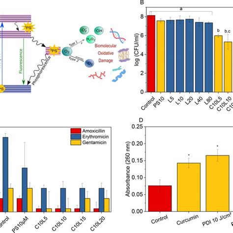 Photodynamic inactivation (PDI) and antibiotic therapy. (A) Mechanism... | Download Scientific ...