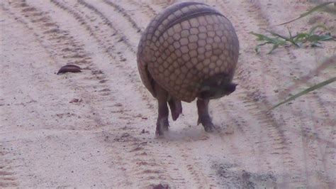 Tatu virando bola, Armadillo rolls into a ball - In the wild Brazil - YouTube