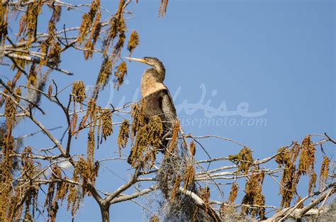 Okefenokee Swamp Birding - WILLIAM WISE PHOTOGRAPHY