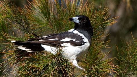 Pied Butcherbirds, Virtuosos of the Bird World, Croon Like Jazz Singers ...