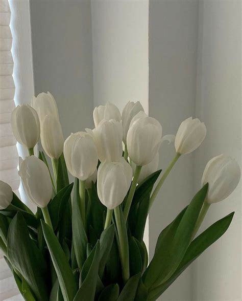 White aesthetic tulips :) trong 2022 | Hoa tulip, Nhiếp ảnh về cái đẹp ...