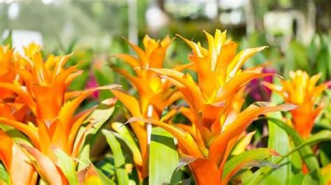 How to propagate Bromeliads - RayaGarden