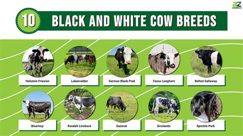 Discover 10 Black and White Cow Breeds - A-Z Animals