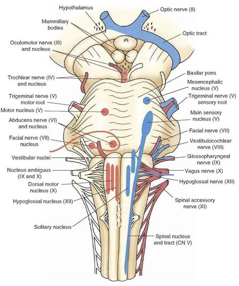 #Muscles #Anatomy & #Physiology #Health #Fitness #Training #Muscle # ...