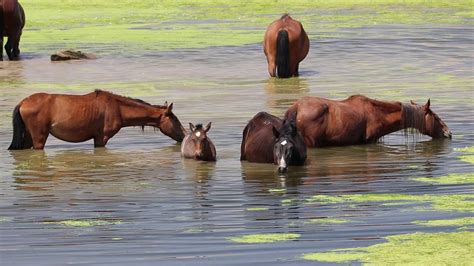 Where to see wild horses in nevada