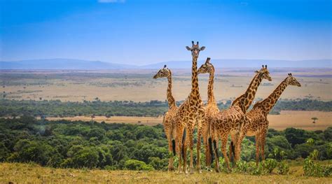 Best time to visit Masai Mara National Reserve | Kenya Safari Timing