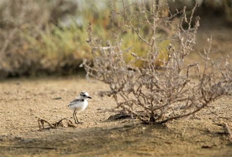 Kentish Plover Chick in Its Habitat, Bahrain Stock Photo - Image of buhair, chordata: 193463626