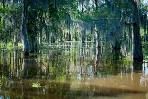 Atchafalaya Swamp - Louisiana, USA | The Travel Hacking Life