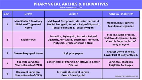 PHARYNGEAL ARCHES & DERIVATIVES