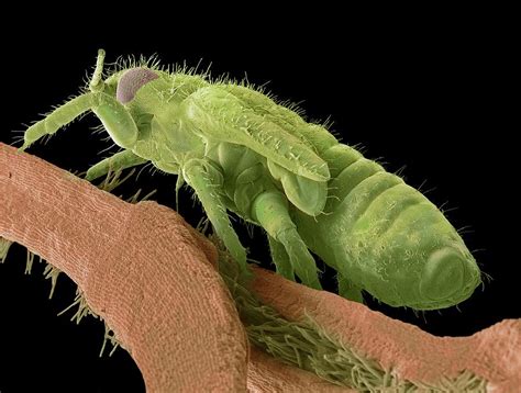 Boxwood Psyllid Larva Photograph by Steve Gschmeissner - Fine Art America