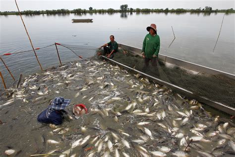 Why freshwater fish farms could increase global food security | World ...