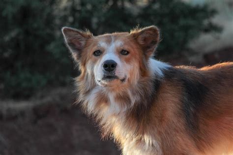 Pembroke Sheltie (Corgi & Sheltie Mix): Info, Pictures, Facts | Hepper