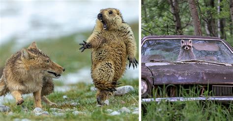 35 Winning Shots From This Year's Wildlife Photographer Of The Year ...