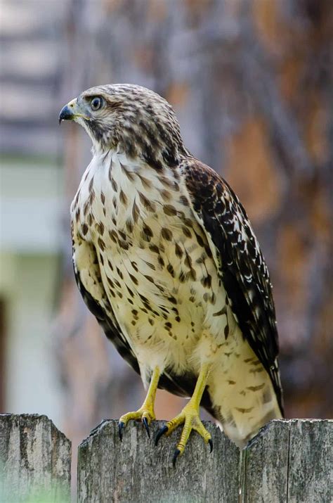 Red Shouldered Hawks in Texas - (Buteo lineatus) Nesting