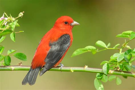 Summer Tanager vs Scarlet Tanager: ID Challenge - Birds and Blooms