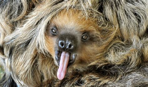 Sex lives of sloths. Not as boring as we think | The World from PRX