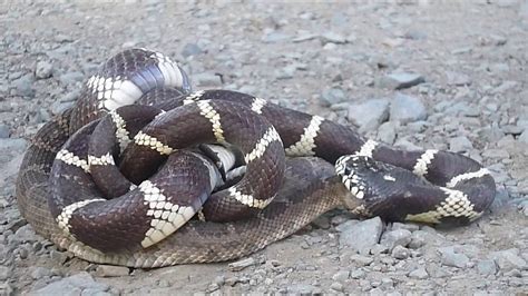 Kingsnake versus Rattlesnake--Who Wins? | Doovi