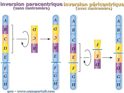 Inversion chromosomique : définition illustrée et explications