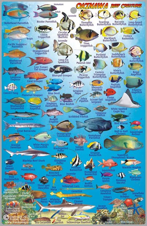 Okinawa Dive Guide & Fish ID | Fish chart, Tropical fish, Creatures