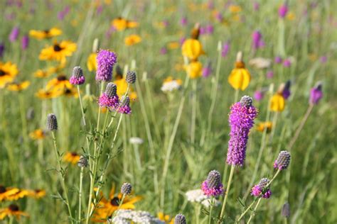 Upland Dry Prairie Mix - MNL: Heal the Earth | Native plant landscape, Wildflower garden ...