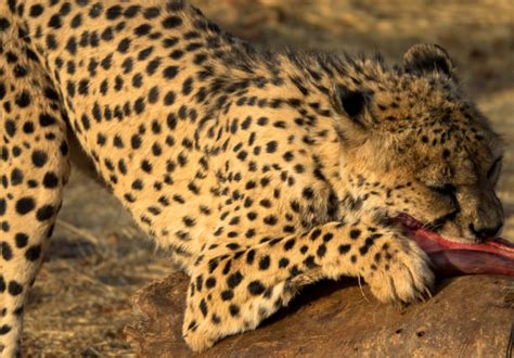 Eating Cheetah Stock Photos, Pictures & Royalty-Free Images - iStock