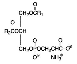 Phosphatidylglycerol Structure