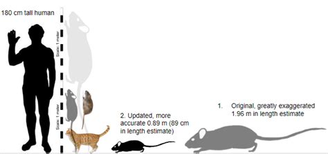 A revision of the size of coryphomys musseri | Fandom