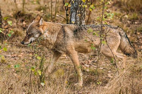 Eurasian Wolf Facts: Animals of Europe - WorldAtlas