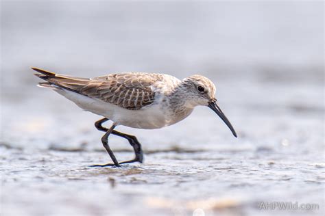 Curlew Sandpiper – AHP Wild