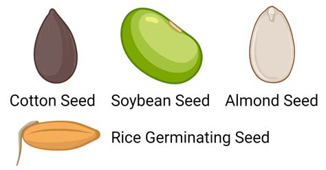 Seed- Definition, Types, Structure, Development, Dispersal, Uses