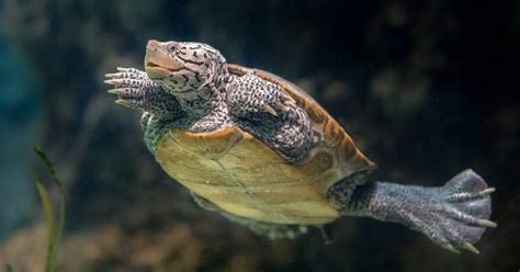 National Aquarium - Diamondback Terrapin