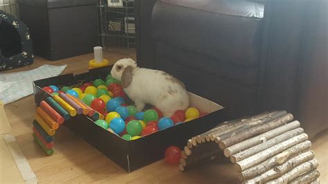 ball pit for digging enrichment. sprinkle a few treats in and watch ...