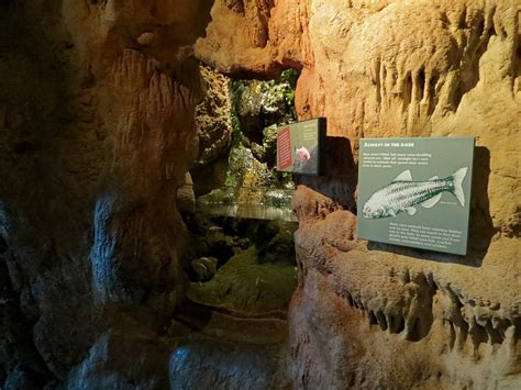 Tropical Discovery - Blind Cave Fish Exhibit - ZooChat