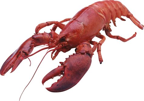 Lobster PNG | Maine lobster, Lobster bake, Lobster