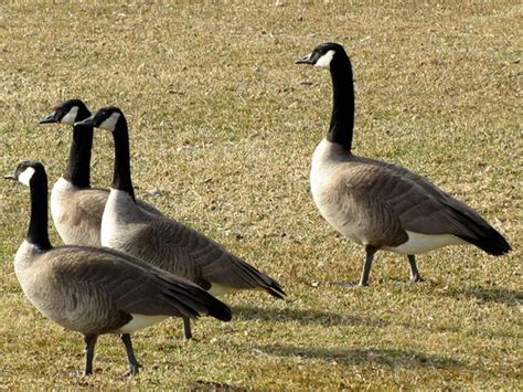 GIANT CANADA GEESE? | While searching for the Cackling Goose… | Flickr