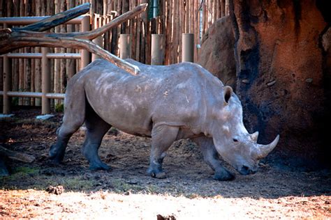 White Rhino Habitat | Photos from the new African Forest Exh… | Flickr