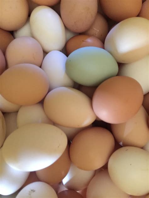 Organic Eggs, Assorted – Local – Moreda Family Farms