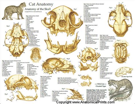 Cat Skull Anatomy Laminated Poster - Clinical Charts and Supplies