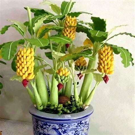 100 pcs Mini Dwarf Banana Bonsai Tree Mini Banana Seedsplants Outdoor ...