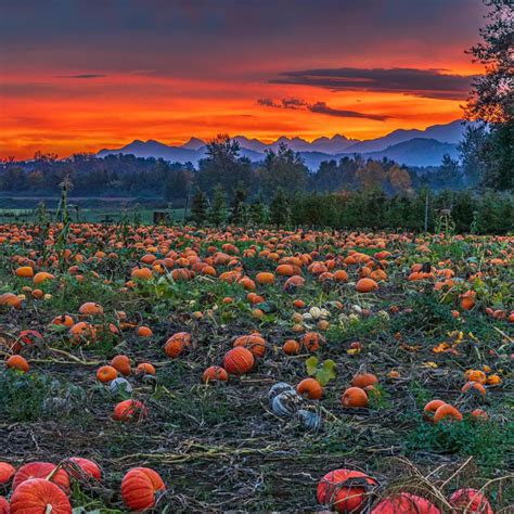 Stoney Ridge Farm | Everson WA