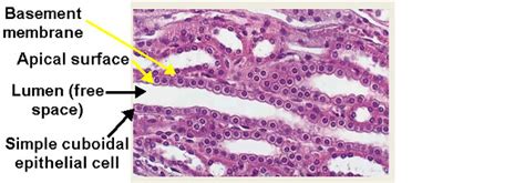 Simple cuboidal epithelium (kidney, labeled) | Karen Reeds | Flickr