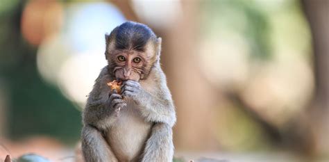 Can monkeys have autism? The answer could help us understand what ...