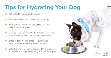 5 Warning Signs of Dog Dehydration