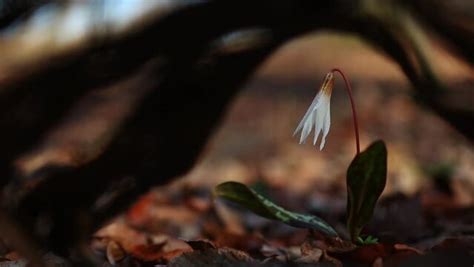 Erythronium Images – Browse 1,878 Stock Photos, Vectors, and Video ...