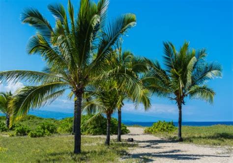 Free Images : beach, sea, coast, tree, outdoor, ocean, shore, walkway ...