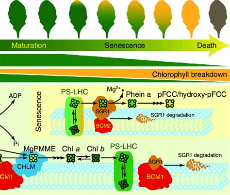 Photosynthesis and chlorophyll | Download Scientific Diagram