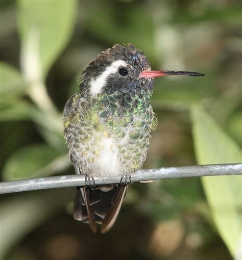 White-eared Hummingbird, identification, coloration, breeding areas, size, photographs