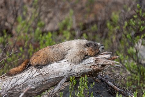 Wildlife of the Canadian Rockies Canada wildlife holiday | North ...