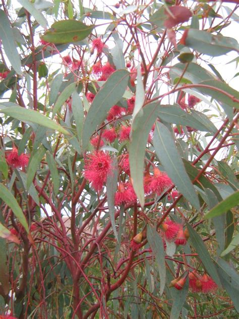 Eucalyptus leucoxylon rosea DWARF (Gum Tree) in 50mm Forestry Tube – Trigg Plants