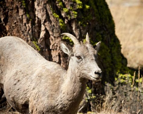 Ewe Bighorn sheep stock image. Image of mammal, yellowstone - 16266037